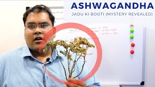 Ashwagandha Correct Use Hindi  अश्वगंधा का सही उपयोग [upl. by Elehcim]