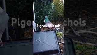 Info sur pigeon cauchois pigeon aviculture elevage [upl. by Assiroc]