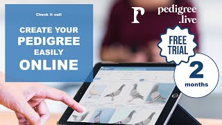 PEDIGREE ONLINE APPLICATION FOR RACING PIGEONS [upl. by Garnet94]