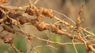 Managing root knot nematodes in vegetables Summary [upl. by Hamner231]