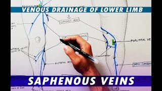 Great Saphenous Vein amp Small Saphenous Vein  Venous drainage of lower limb [upl. by Antonina]