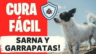 🛑Como se usa el Amitraz en perros con SARNA y GARRAPATAS ⏩Una Solución Simple y Económica✅ [upl. by Biddie]