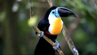 大嘴鳥Toco Toucan [upl. by Bowen]