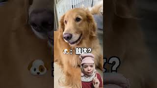 Dogy dihukum dog pets goldenretriever shortvideo shorts reaction viralvideo [upl. by Mastic107]