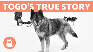 The REAL STORY of BALTO and TOGO 🐺❄️ Discover the Truth [upl. by Keenan]