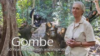 Gombe 50 Years of Research and Inspiration [upl. by Layne]