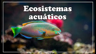 ¿Qué son los ecosistemas acuáticos ║ ¿Qué tipos de ecosistemas acuáticos existen [upl. by Nauwtna]