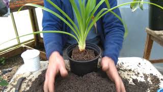 How to pot on agapanthus [upl. by Nodnart287]