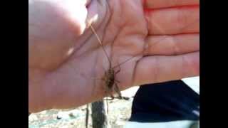 Cave Cricket Camel cricket Ceuthophilus sp [upl. by Duyne]