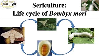 Life cycle of Bombyx mori  Life cycle of silk worm  Bombyx mori  caterpillarSericulture  Part 2 [upl. by Eerised]