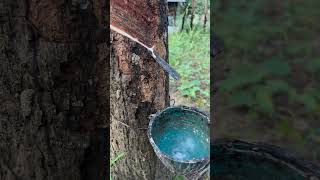 Morning guys🤠 rubberfarming satisfying rubbertapping rubberplant rubber rubbertree asmrrubber [upl. by Anaoj]