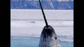 A New Narwhal Discovery [upl. by Mouldon]