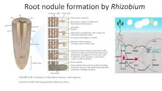 How Do You Treat Nodulocystic Acne  Houston Dermatology [upl. by Tada571]