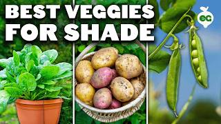 12 Perfect Vegetables To Grow in a Shady Garden Space [upl. by Carmela363]