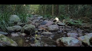 Amama  Amamoor State Forest 4K [upl. by Ahsenom837]