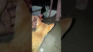 shorts catlover cats shortvideo [upl. by Jemmy]