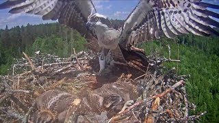 KalakotkasA Intruder flew over the nest Ivo with fish 148 PM 20210612 [upl. by Babara]