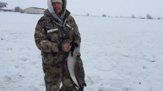 Goose hunting tip How to quickly kill an injured bird [upl. by Atorod]