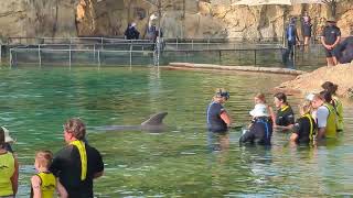 Swimming with the dolphins at Discovery Cove Orlando Florida [upl. by Mert]