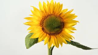 Sunflower opening time lapse Filmed over 10 days 4K [upl. by Gus]