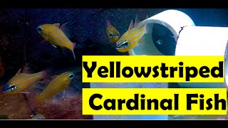 🐟 How to care for Yellowstriped Cardinalfish Ostorhinchus cyanosoma [upl. by Modesty]