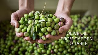 Olive Oil From Garden to Table [upl. by Kuehnel]