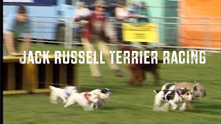 Jack Russell Terrier Racing [upl. by Andrey]