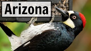 Arizona  LIVE Bird Feeder Camera [upl. by Olmsted248]