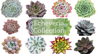 50 Echeveria Collection  Rare Echeveria Succulent Varieties with Names Echeveria Succulents Types [upl. by Waal]