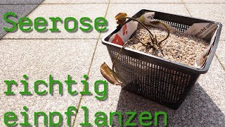 Seerosen richtig einpflanzen So geht´s richtig [upl. by Nomde]