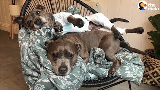 Very Spoiled Pit Bulls Deserve All The Love They Get  The Dodo [upl. by Tawsha]