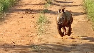 The Most Excited Baby Rhino Ever [upl. by Koffler]