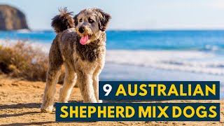 Australian Shepherd Mix Dogs 9 Of the Most Intelligent and Hardworking Aussie Mixes [upl. by Alfredo]