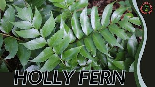 HOLLY FERN Information and Growing Tips Cyrtomium falcatum [upl. by Nyladnewg]