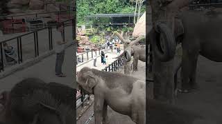 Gajah di Lembang Park amp Zoo [upl. by Matrona]