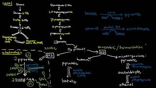 BIOCHEM 39  Fates of Pyruvate Aerobic vs Anaerobic [upl. by Row]