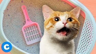 3 SelfCleaning Litter Boxes for Your Cat  Chewy [upl. by Ron]