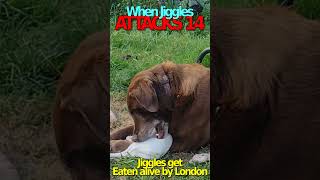 When Jiggles Attacks 14 jiggles mychihuahua puppy [upl. by Lukey]