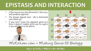 Inheritance Pt4  Epistasis and interaction  Post 16 Biology A Level PreU IB AP Bio [upl. by Assilla]