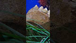 Seahorse  birmingham  sea life centre  uk  short video [upl. by Shaff]