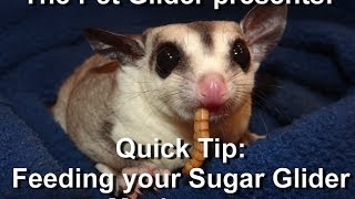 How to Feed a Sugar Glider Mealworms [upl. by Loferski878]