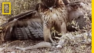 RedTailed Hawk vs Rattler  National Geographic [upl. by Bauske]