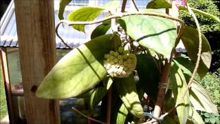 A Visit With Hoya vitellinoides [upl. by Yahsram]