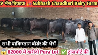 😱 यहां मिलेंगी मात्र 82000 के हिसाब 9 भैंस बिकाऊ 👌 ट्रांसपोर्ट फ्री 🎉 9 Buffalo For Sale Ganganagar [upl. by Gottuard]