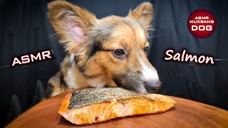 ASMR Mukbang Corgi Dog Eating Salmon 🍣 [upl. by Sayed]