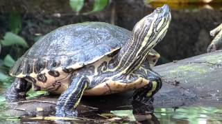 Gelbwangenschmuckschildkröte Trachemys scripta scripta [upl. by Towbin595]