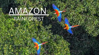 Amazon rainforest [upl. by Haras]