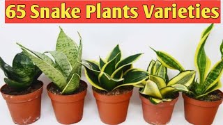 65 Rare Snake Plants Varieties  Sansevieria  Motherinlaws Tongue [upl. by Bergmans]