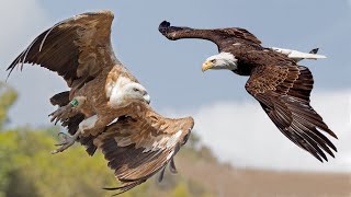 Elang vs Vulture  Siapa Raja Burung Sesungguhnya [upl. by Redle]