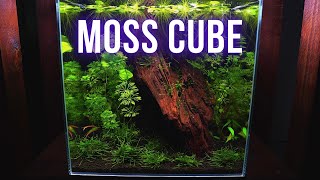 LOW TECH MOSS AQUARIUM setup  Step by step AQUASCAPING TUTORIAL  EP1 MOSS NANO CUBE AQUARIUM [upl. by Isolda239]